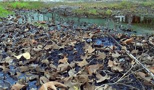 Image result for Tar Pit Chile