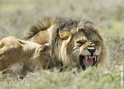 Image result for Lion Cub Roar