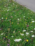 Image result for Wide Grass Verge