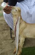 Image result for DG Khan Goat