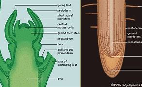 Image result for Apical Meristem