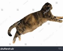 Image result for Fat Cat White Background