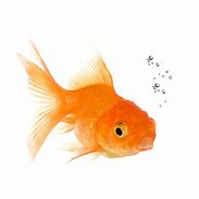 Image result for Goldfish Stock Image