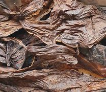 Image result for Tobacco Leaf with Plume