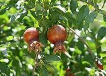 Image result for Fruit That Only Growing in Afghanistan