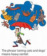 Image result for It Rains Cats and Dogs