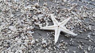 Image result for Star Sand Beach Guam