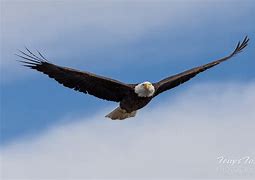 Image result for Bald Eagle Flying Head above Wings