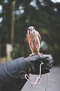 Image result for Kestrel Falconry