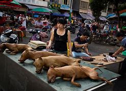 Image result for Chinese Night Market Dog Meat