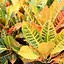 Image result for Rough Foliage