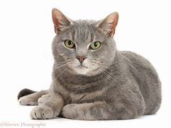 Image result for Male Tabby Cat