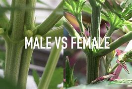 Image result for Male vs Female Cannabis Plant