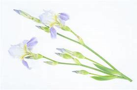 Image result for Iris Name Windows Background