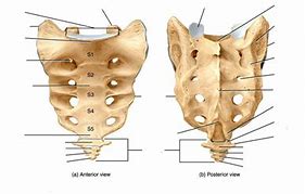 Image result for Coccyx