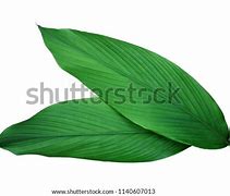 Image result for Leaf Spot in Turmeric Plant