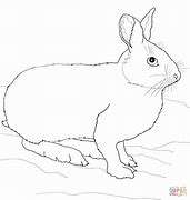 Image result for Hare Pics