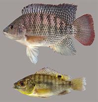 Image result for Tilapia Entera