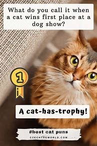 Image result for Best Cat Puns