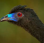 Image result for Black Guan