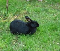 Image result for Amami Rabbit