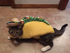 Image result for Cat Taco Memesa