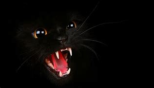 Image result for Black Cat Mouth