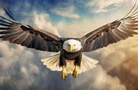 Image result for Bald Eagle Flying Head above Wings