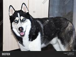 Image result for Black and White Husky Dog