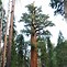 Image result for Sequoia National Park Entrance