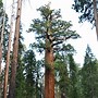 Image result for Sequoia National Park Logo