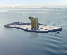 Image result for Polar Bear Global Warming