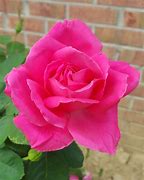 Image result for Ordinary Pink Flower