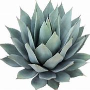 Image result for Agave PNG