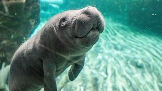 Image result for Manatee Babies