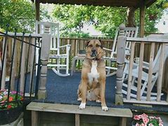 Image result for Max Dog Breed