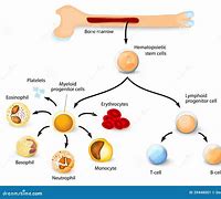 Image result for Period Blood Stem Cells