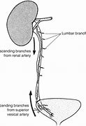 Image result for Ureter Blood Supply