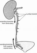 Image result for Abdominal Ureter