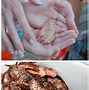 Image result for Lionfish Pet