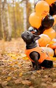 Image result for French Bulldog Thanksgiving