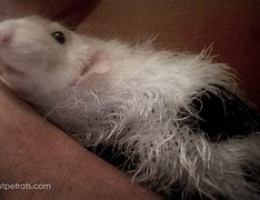 Image result for Dalmation Rat