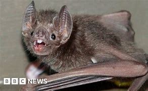 Image result for Vampire Bat