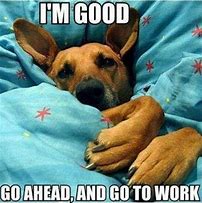 Image result for Good Morning Dog Smile Meme