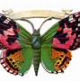 Image result for Pastel Green Butterfly