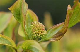 Image result for Tatarian Dogwood Shrub