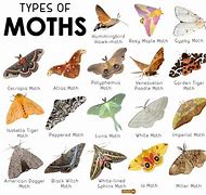 Image result for Silk Moth