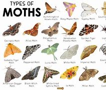 Image result for Pretty Moth Species