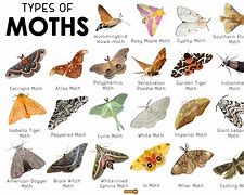 Image result for Moth Whole