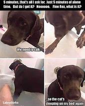 Image result for Green Dog Bathtub Meme